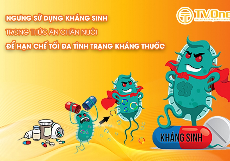 Ngưng sử dụng kháng sinh trong thức ăn chăn nuôi để hạn chế tối đa tình trạng kháng thuốc